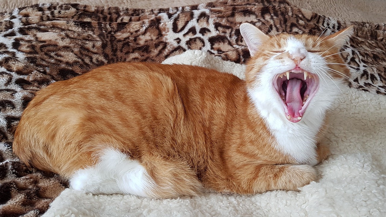 猫咪后院最新版本，全新特性与独特体验
