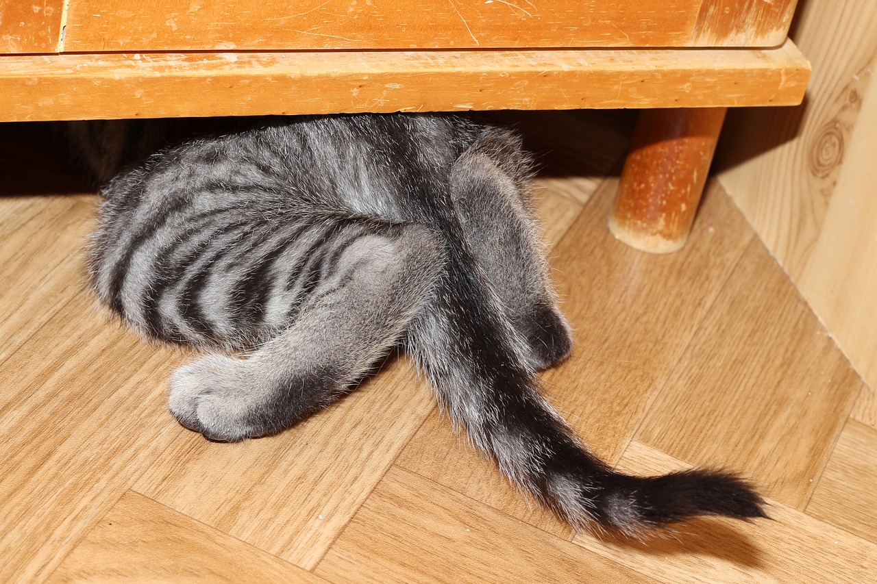 猫咪战车最新破解版游戏攻略及体验分享，涉及娱乐健康问题需注意